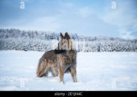 Berger allemand (alsacien) debout dans la neige sur un froid jour d'hiver Banque D'Images