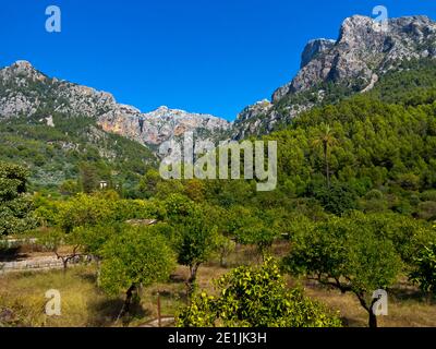 Oliviers au-dessous de la chaîne de montagnes Serra de Tramuntana à Biniaraix un village dans le nord-ouest de Majorque une des îles Baléares d'Espagne. Banque D'Images