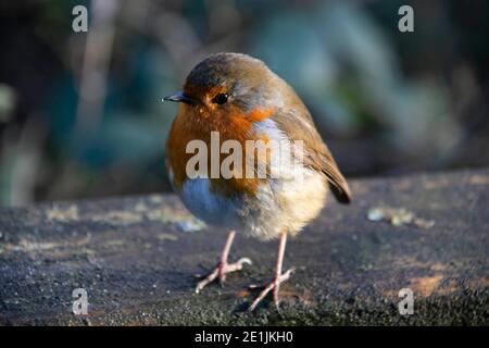 Robin Banque D'Images
