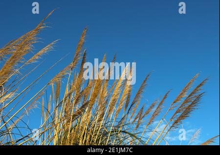 Graminées pérennes Phragmites australis élevées sur une banque herbacée Dans une rangée contre un ciel bleu clair Santander Cantabria Espagne Banque D'Images