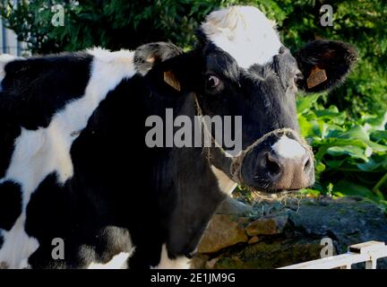 Gros plan d'une vache laitière noire et blanche tête Holstein Fresian regardant la caméra Santander Cantabria Espagne Bos taurus taurus Banque D'Images