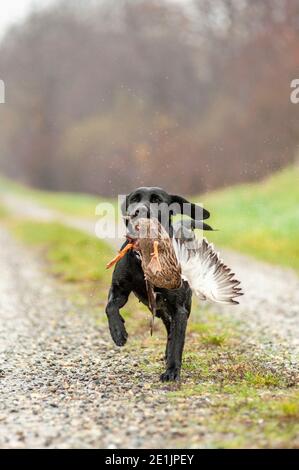 Le Labrador noir récupère le canard lors d'une journée de chasse. Les Labradors sont très bons pour la chasse au canard. Temps nuageux et brumeux Banque D'Images