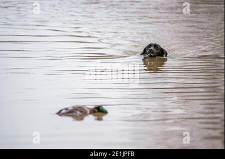 Le Labrador noir récupère le canard du lac. Les Labradors aiment nager et peuvent récupérer de l'eau pendant des heures, même par temps froid Banque D'Images