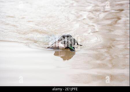 Le Labrador noir récupère le canard du lac. Les Labradors aiment nager et peuvent récupérer de l'eau pendant des heures, même par temps froid Banque D'Images