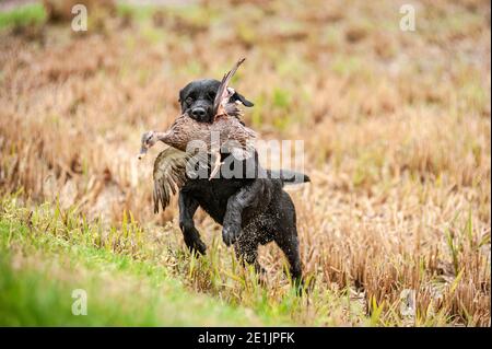 Le Labrador noir récupère le canard lors d'une journée de chasse. Les Labradors sont très bons pour la chasse au canard. Temps nuageux et brumeux Banque D'Images