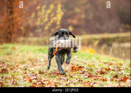 Le Labrador noir récupère le canard lors d'une journée de chasse. Les Labradors sont très bons pour la chasse au canard. Temps nuageux et brumeux Banque D'Images