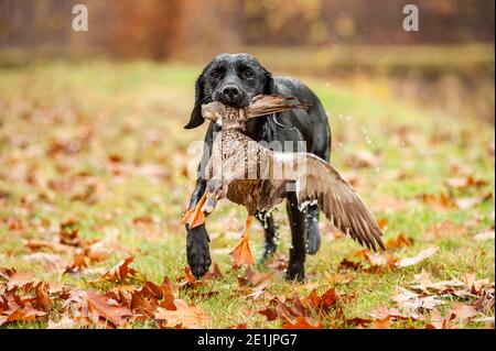 Le Labrador noir récupère le canard lors d'une journée de chasse. Les Labradors sont très bons pour la chasse au canard. Temps nuageux et brumeux Banque D'Images