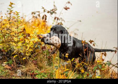 Le Labrador noir récupère le canard du lac. Les Labradors aiment nager et peuvent récupérer de l'eau pendant des heures, même par temps froid Banque D'Images