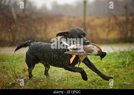 Le Labrador noir récupère le canard lors d'une journée de chasse. Les Labradors sont très bons pour la chasse au canard. Temps nuageux et brumeux Banque D'Images