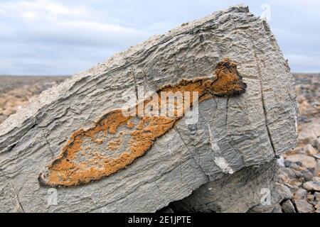 Les minéraux de fer déposés en forme de poisson sur la roche calcaire de Kinnvika le long de Murchisonfjord, Nordaistland, Svalbard / Spitsbergen, Norvège Banque D'Images