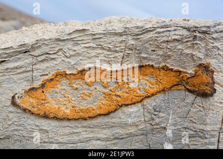 Les minéraux de fer déposés en forme de poisson sur la roche calcaire de Kinnvika le long de Murchisonfjord, Nordaistland, Svalbard / Spitsbergen, Norvège Banque D'Images