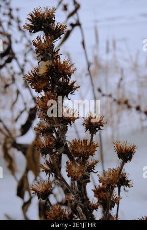 Herbes hautes séchées d'hiver avec têtes de fleurs séchées près d'un étang gelé à Ottawa, Ontario, Canada. Banque D'Images