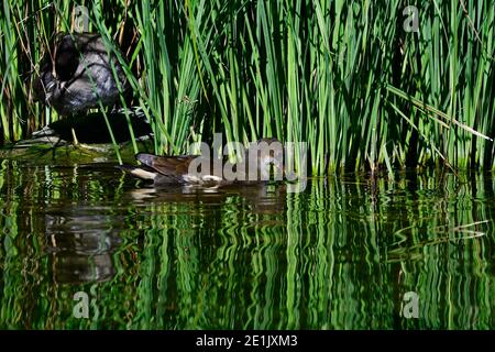 Vienne, Autriche. Parc aquatique Floridsdorfer à Vienne. Moorhen (Gallinula chloropus). Banque D'Images