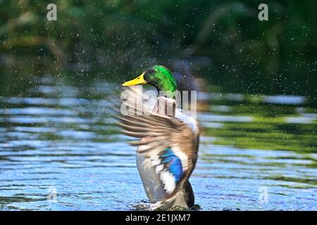 Un canard de bain (Anas platyrhynchos) éclabousse de l'eau autour de lui Banque D'Images