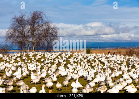 Petite OIE des neiges reposant dans Garry point Park Steveston British Colombie Canada Banque D'Images