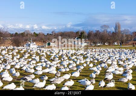 Petite OIE des neiges reposant dans Garry point Park Steveston British Colombie Canada Banque D'Images