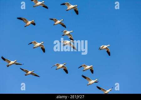 OIE des neiges volant au-dessus du parc Garry à Steveston, en Colombie-Britannique Canada Banque D'Images