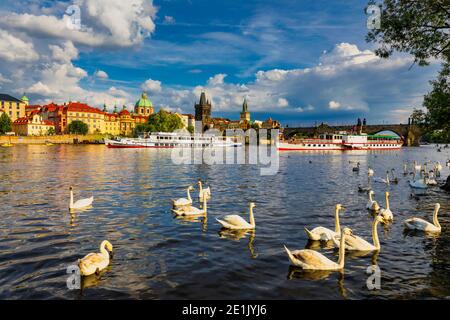 Vue sur le pont Charles de Prague près de la Vltava. Cygne sur la rivière. Les cygnes nagent dans la rivière Vltava. Pont Charles au coucher du soleil. Cygnes de Prague Banque D'Images