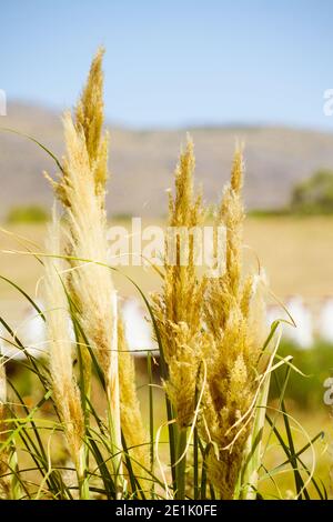 Cortaderia Selloana, Argentine, avec les Sierras de la Ventana en arrière-plan Banque D'Images