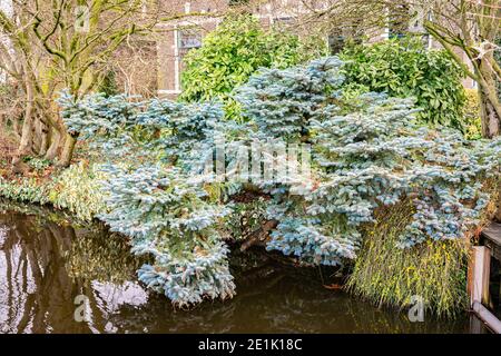 Le sapin noble bleu nain qui se répand (Abies procera 'glauca prostrata') surplombe l'eau d'un étang. Banque D'Images