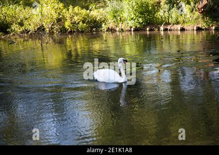 Cygne muet adulte progressant le long d'une rivière anglaise en juin Banque D'Images