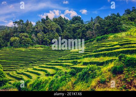 Plantation de thé à Porto Formoso. Paysage incroyable d'une beauté naturelle exceptionnelle. Açores, Portugal Europe. Plantation de thé sur la côte nord de Sao mi Banque D'Images