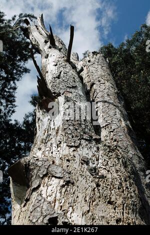 Arbre de pin mort avec tronc cassé et branches pointe avec défi vers le ciel Banque D'Images