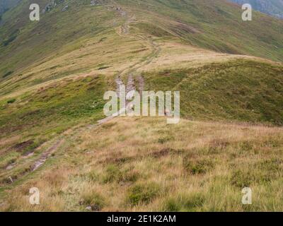 Couple de Tatra chamois, rupicapra rupicapra tatrica paissant debout sur un sentier de randonnée dans la prairie de montagne d'été dans le parc national de Low Tatras en Slovaquie Banque D'Images