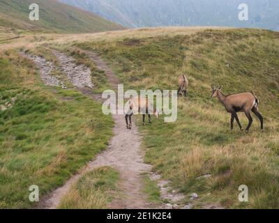 Groupe de Tatra chamois, rupicapra rupicapra tatrica paissant debout sur un sentier de randonnée dans la prairie de montagne d'été dans le parc national de Low Tatras en Slovaquie Banque D'Images