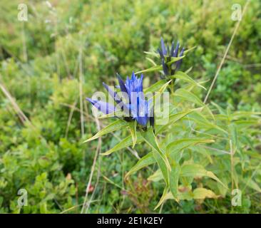 Gros plan bleu florissant gentiane, Gentiana alpina avec des feuilles vertes sur la prairie alpine, foyer sélectif Banque D'Images