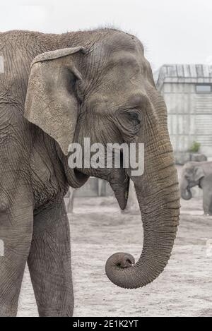 Eléphant asiatique, Elepha maximus Portrait photo verticale Banque D'Images