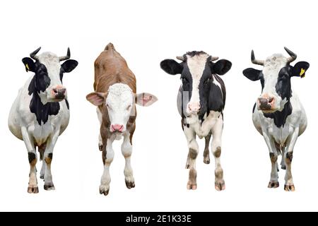 Trois vaches et un veau isolés sur blanc. Vache debout devant un fond blanc. Animaux de ferme concept Banque D'Images