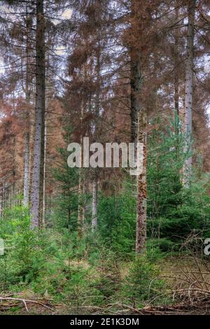 Forêt mourante : peuplement de sapins, infectés par des champignons miel, Armillaria ostoyae, et morts ou mourants Banque D'Images