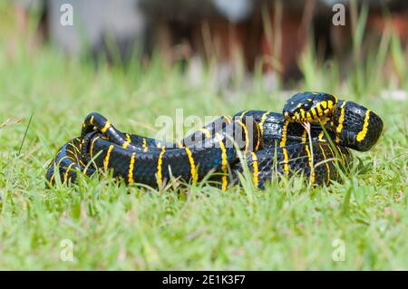 La boïga dendrophila, communément appelée serpent de mangrove ou serpent de chat à anneaux d'or Banque D'Images