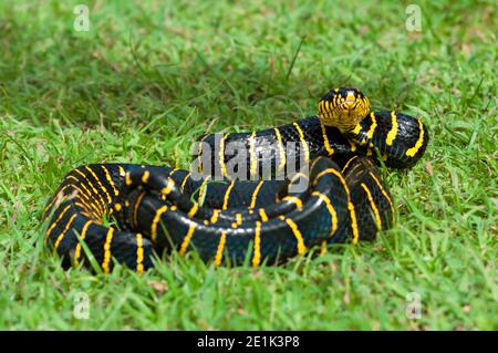 La boïga dendrophila, communément appelée serpent de mangrove ou serpent de chat à anneaux d'or Banque D'Images