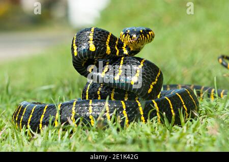 La boïga dendrophila, communément appelée serpent de mangrove ou serpent de chat à anneaux d'or Banque D'Images
