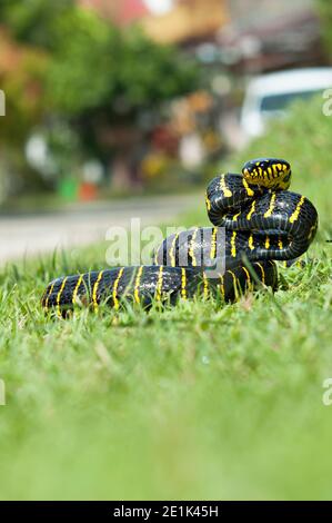 La boïga dendrophila, communément appelée serpent de mangrove ou serpent de chat à anneaux d'or Banque D'Images