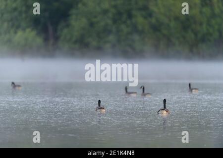 Bernache du Canada, Branta canadensis, groupe sur le lac Banque D'Images