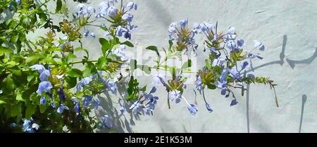 Bela-Emília (Plumbago auriculata) fleurs bleues. Banque D'Images