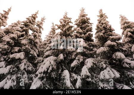 Effets de la lumière du soleil sur la forêt de pins avec neige et gel. Personne Banque D'Images