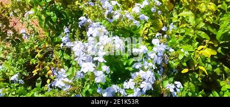 Bela-Emília (Plumbago auriculata) fleurs bleues. Banque D'Images