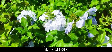 Bela-Emília (Plumbago auriculata) fleurs bleues. Banque D'Images