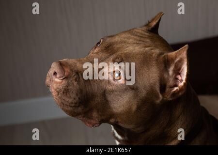 un taureau en chocolat avec un regard triste en gros plan Banque D'Images