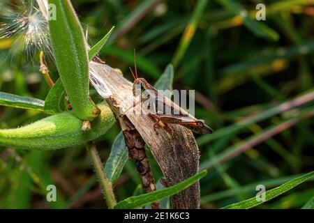 Les sauterelles sont un groupe d'insectes appartenant au sous-ordre Caelifera. Banque D'Images