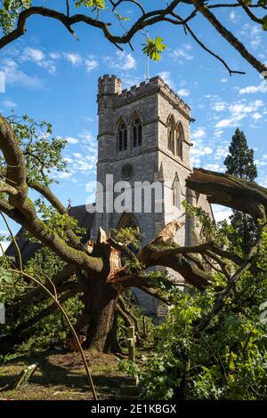 Vieux chêne anglais endommagé, Quercus, dans le cimetière d'une église paroissiale traditionnelle après une période de temps venteux orageux dans le Grand Londres, Banque D'Images