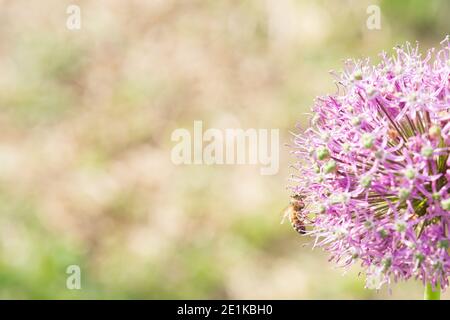 Abeille sur une fleur d'allium violette sur un fond vert flou avec espace de copie. Banque D'Images