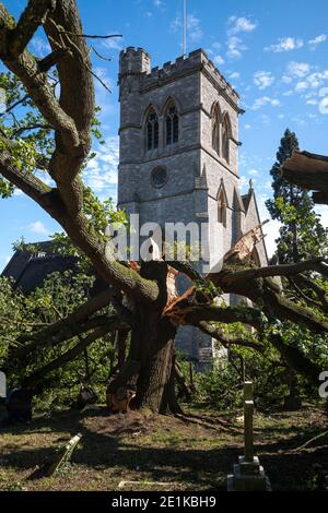 Vieux chêne anglais endommagé, Quercus, dans le cimetière d'une église paroissiale traditionnelle après une période de temps venteux orageux dans le Grand Londres, Banque D'Images