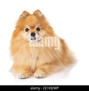 Jeune chien loulou de Pomerania spitz sur fond blanc Banque D'Images