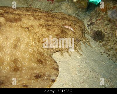 Gros plan du museau du requin Wobbegong taselé (Eucrossorhinus dasypogon) parfaitement camouflé, Raja Ampat, Indonésie Banque D'Images