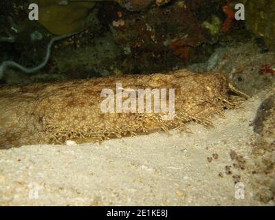 Gros plan du museau du requin Wobbegong taselé (Eucrossorhinus dasypogon) parfaitement camouflé, Raja Ampat, Indonésie Banque D'Images